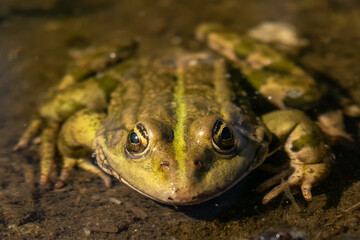 Green frog on the water surface. Close-up. The green frog. Cute green frog resting on the shore. Front, closeup view.