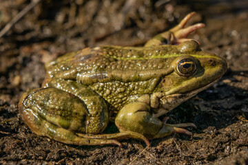 Green frog basking in the sun near the water. Green frog on the water surface. Close-up.