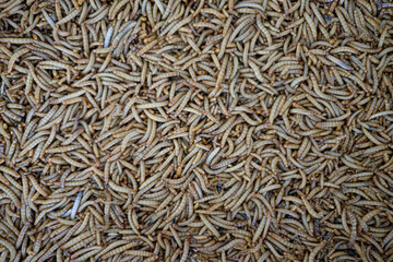 bird food caterpillars