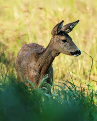 roe deer fawn