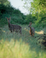 deer and fawn © Roberto