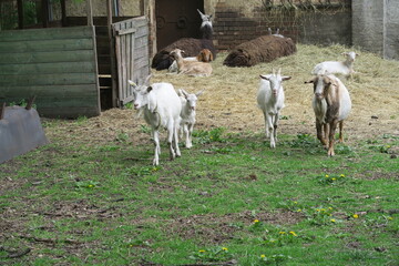 ziegen schaf