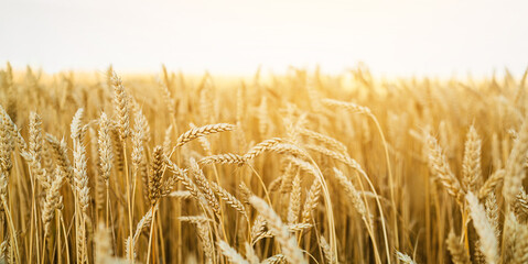 Wheat field. Ears of golden wheat close up. Beautiful Nature  Landscape. Rural Scenery under white sky. Background of ripening ears of wheat field. Rich harvest Concept... - obrazy, fototapety, plakaty