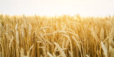 Schilderijen op glas Wheat field. Ears of golden wheat close up. Beautiful Nature  Landscape. Rural Scenery under white sky. Background of ripening ears of wheat field. Rich harvest Concept... © Nadya Vetrova