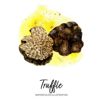 Truffle watercolor illustration isolated on splash background