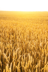 Wheat field. Ears of golden wheat close up. Beautiful Nature Sunset Landscape. Rural Scenery under Shining Sunlight. Background of ripening ears of wheat field. Rich harvest Concept...