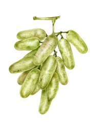 Grape watercolor illustration isolated on white background