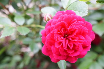 ピンクのバラ