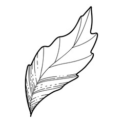 Free hand Sakura flower leaf vector, Beautiful line art Peach blossom leaves isolate on white background. Realistic hand drawn style