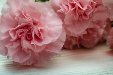 Pink carnation flower close up