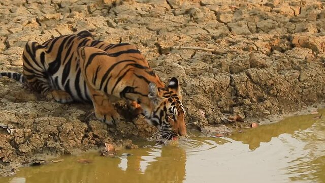 A Royal Bengal Tiger or Panthera Tigris drinking water from a pond and quenching it's thirst in summer with his reflection in the pond