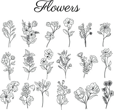 set hand drawn botanical floral decorative elements