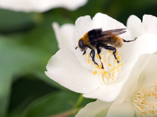 Hummel-Waldschwebfliege (Volucella bombylans)