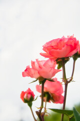 ピンク色系のバラが咲いている美しい
風景