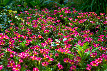 Obraz premium A bunch of blooming fuchsia marguerite flowers