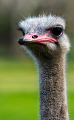 Ostrich