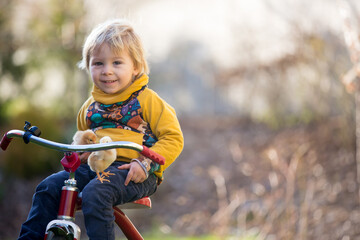 Sweet cute blond child, toddler boy, riding tricycle with little chicks in garden, playing with baby birds