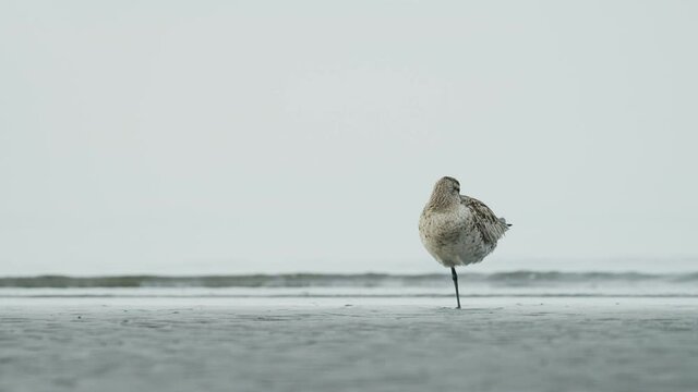 休息するオオソリハシシギ冬羽(Bar-tailed Godwit)