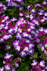 Close-up of a blooming purple-white morning glory