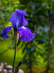 Single Stem of Purple Iris Flowers in Bloom in Green Garden