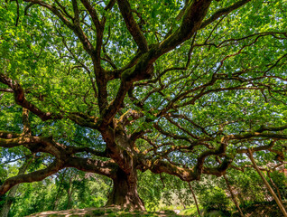 Beautiful view of the famous secular tree called oak of the witches in the province of Lucca, Italy - obrazy, fototapety, plakaty
