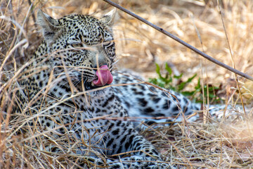 Safari in South Africa Kruger