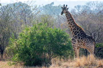 Naklejka na ściany i meble Safari in South Africa Kruger