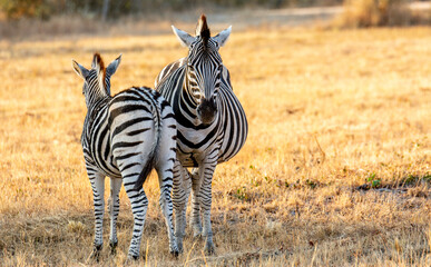 Naklejka premium Safari in South Africa Kruger