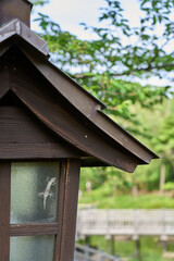 Lizards stuck on the back of the lighting glass