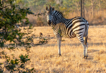 Fototapeta na wymiar Safari in South Africa Kruger