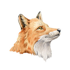 Fox animal portrait. Watercolor illustration. Wild cute red fox face. Wildlife furry animal with red fluffy fur. Side view forest animal. Isolated on white background. Adorable mammal element