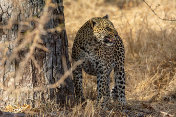Safari in South Africa Kruger