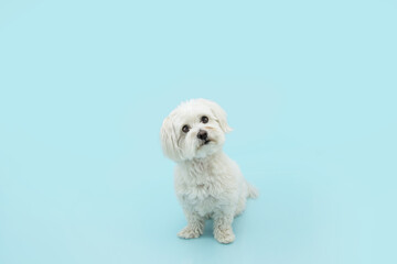 Cute maltese dog tilting head side and sitting. Isolated on blue pastel background