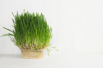 Green grass isoltaed on white background. Nature texture