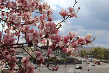 Beautiful Flowering Magnolia Tree blooming in the spring. Several flowers of a magnolia (Magnolia &times; soulangeana, Tulpen-Magnolie) in a garden at spring time