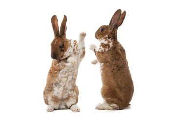 two rabbits doing paws handshake isolated on white background
