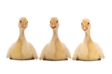 Three funny geese isolated on white background