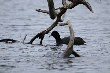 The Eurasian coot (Fulica atra)