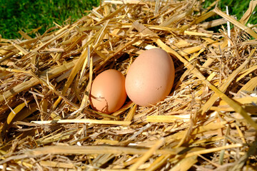 Zwei unterschiedlich große Hühnereier in einem Nest