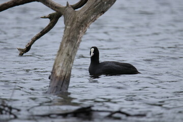 The Eurasian coot (Fulica atra)