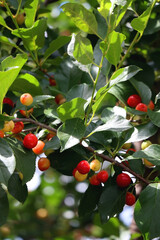 Cherries growing on a tree. Selective focus.