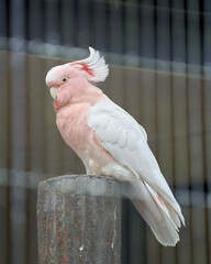Major Mitchell's Cockatoo that are perched on top of the tree (from the side)