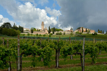 vineyard in region country