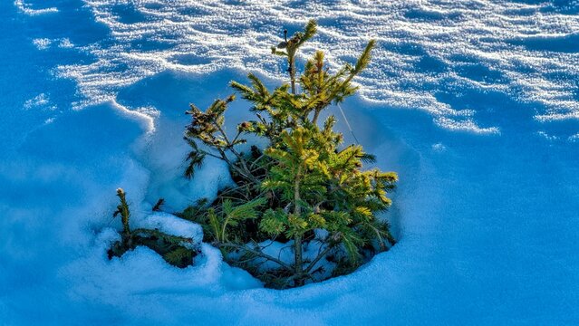 conifere in the snow