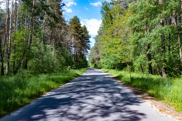 Road in a green sunny forest. Summer forest, a walk in the forest. Panoramic view of the forest, natural background. Sunny day. 