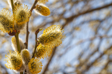 Willow blooms in early spring. The first flowers on the bush. Hello, Spring