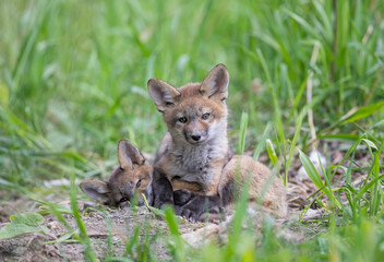 Naklejka na ściany i meble Red fox kits (Vulpes vulpes) playing near the den deep in the forest in early spring in Canada