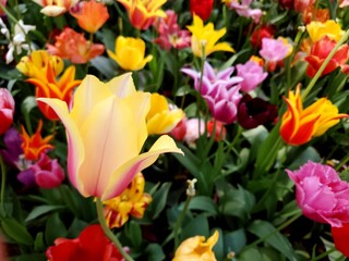 red and yellow tulips