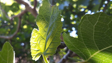 leaves of a tree