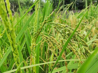 The greenish rice padi in field. Selective Focus